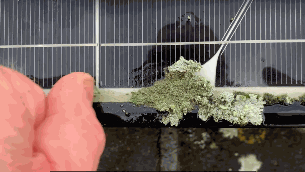 How To Clean Lichen Off Solar Panels Ausgreen Solar Solutions